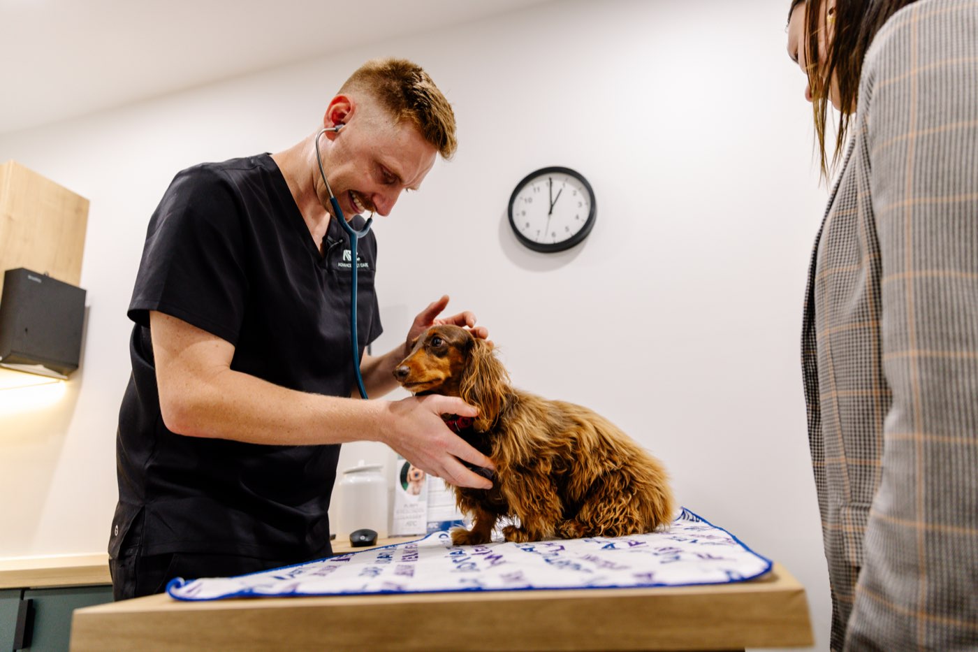 A vet in Advanced Vet Care scrubs examining a long-haired red dachshund standing on a consult table while the owner steadies it