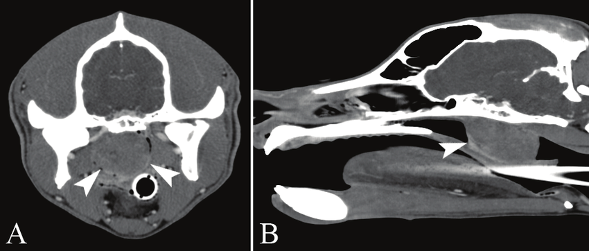 A two-panel CT study of a dog’s head and neck, one cross-section and one side view, with arrows marking a point of interest