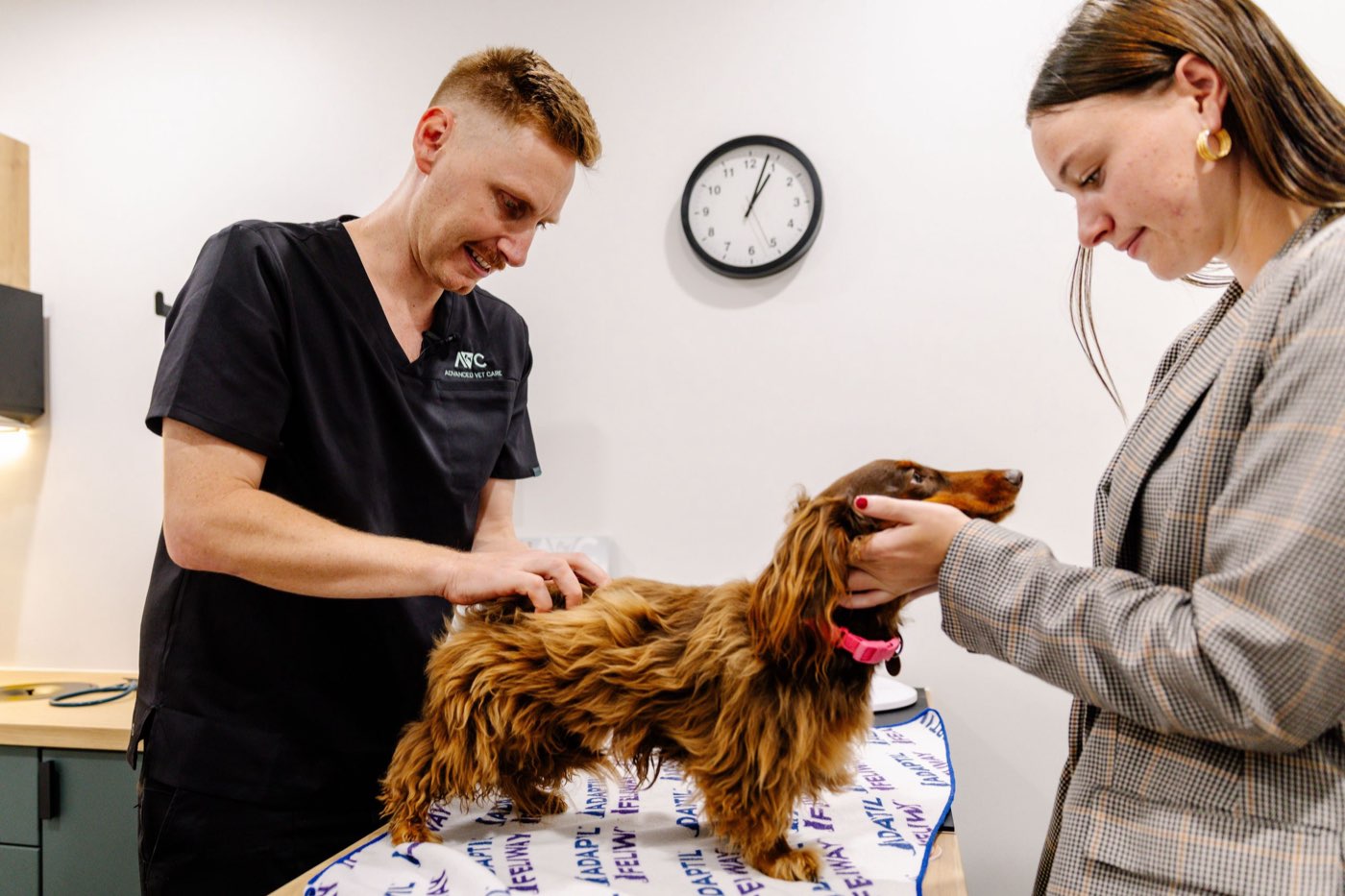 A vet and a colleague examining a long-haired dachshund on an examination table