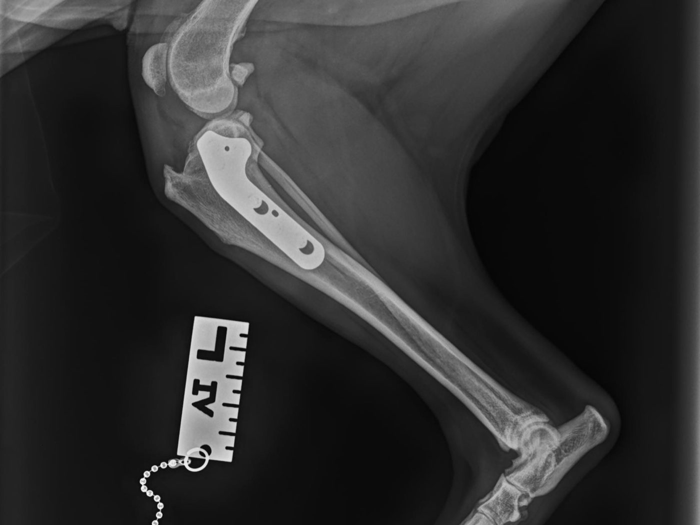 A side-on X-ray of a dog's lower leg after surgery, with a curved metal plate and screws fixed to the top of the shin bone