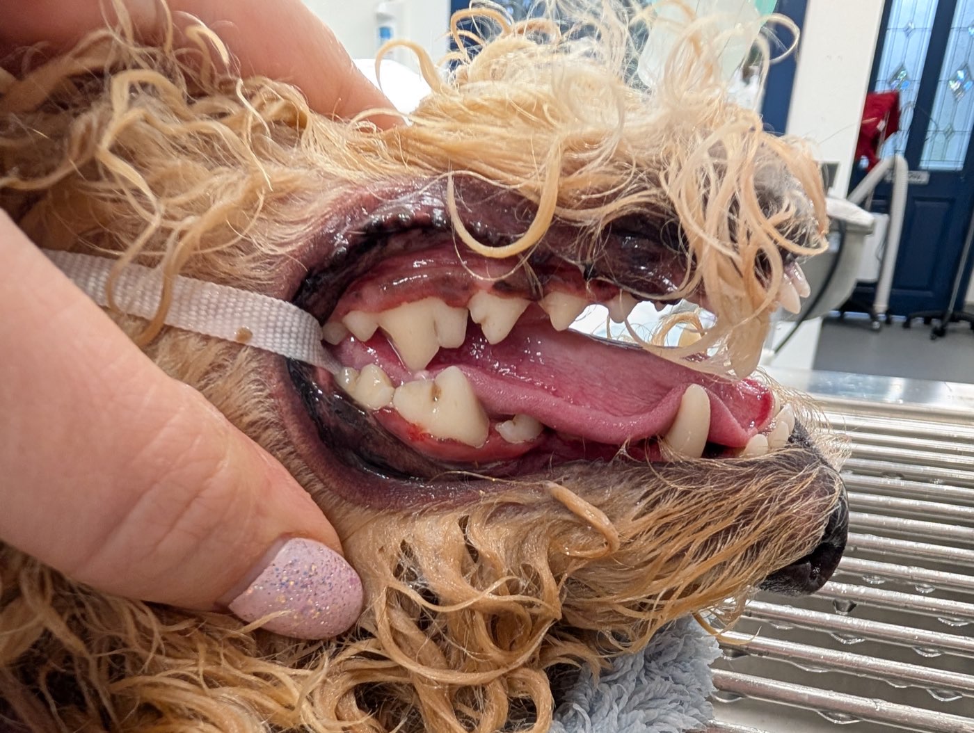 A dog's teeth after a scale and polish, the tartar gone and the tooth surfaces clean