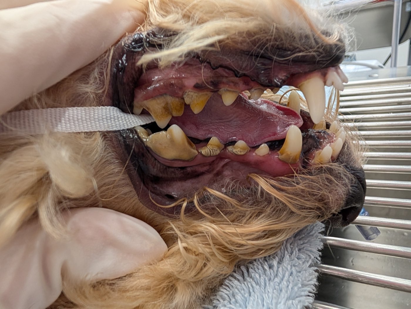 A close-up of a small dog's teeth held open, showing thick yellow-brown tartar along the back teeth and dark red inflamed gums