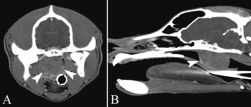 X-rays, Ultrasound and CT scans for dogs and cats 7 days a week